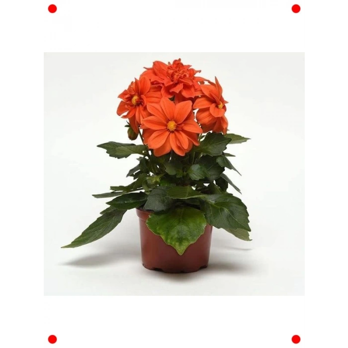 Bodur Turuncu Yıldız Çiçeği Tohumu - 10 Adet