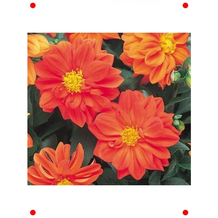 Bodur Turuncu Yıldız Çiçeği Tohumu - 10 Adet