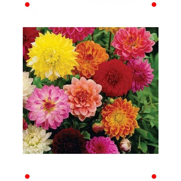 Bodur Turuncu Yıldız Çiçeği Tohumu - 10 Adet