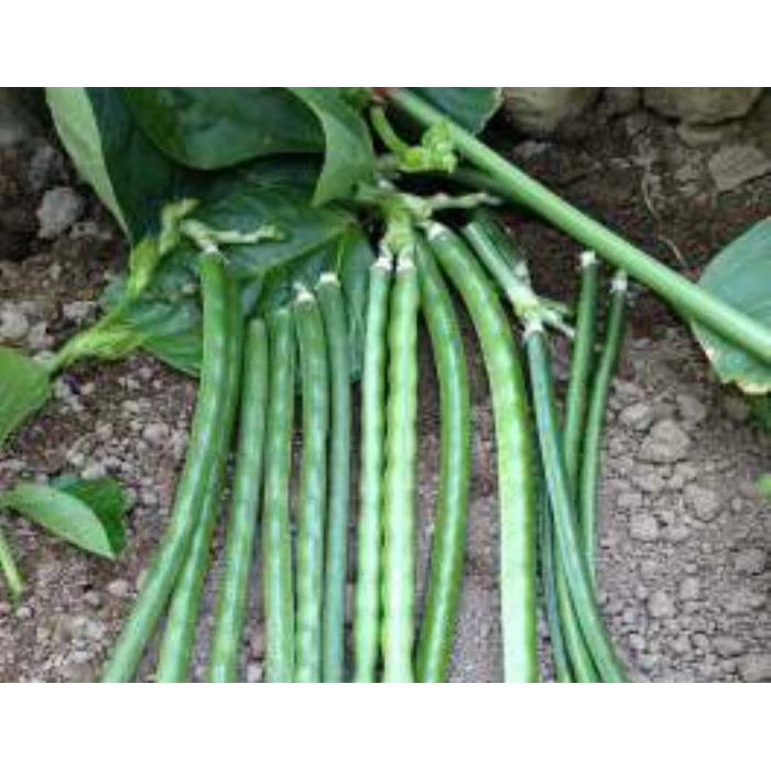 Börülce Tohumu - 10 Gr Verimli Seçenek