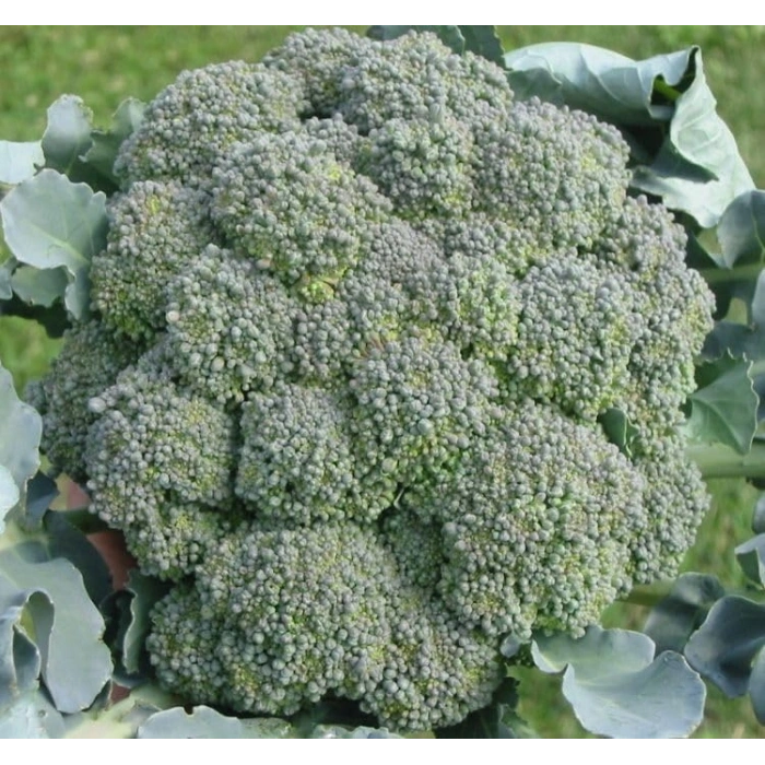 Brokoli Tohumu - 3 Gram