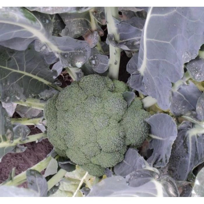 Brokoli Tohumu - 3 Gram