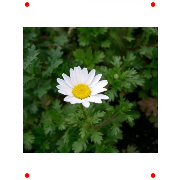 Büyük Beyaz Papatya Tohumu (25 Adet)