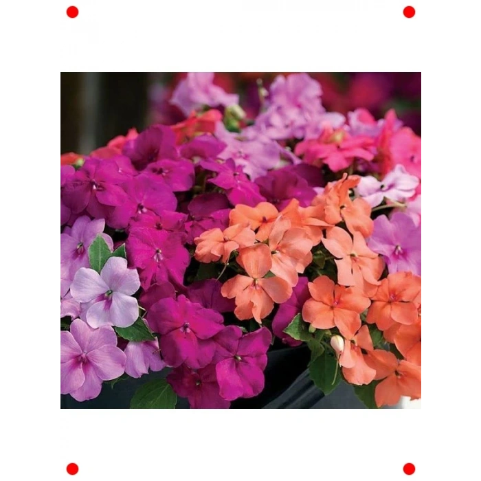 Büyük Çiçekli Karışık Renk Cam Güzeli Tohumu (8 Adet)