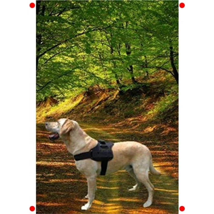 Büyük Irk Köpekler İçin Sağlam Göğüs Tasması