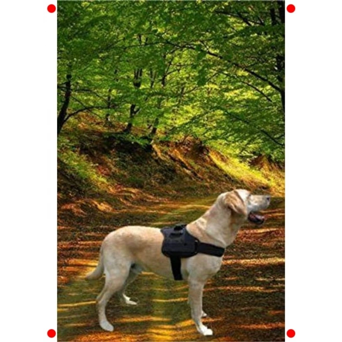 Büyük Irk Köpekler İçin Sağlam Göğüs Tasması