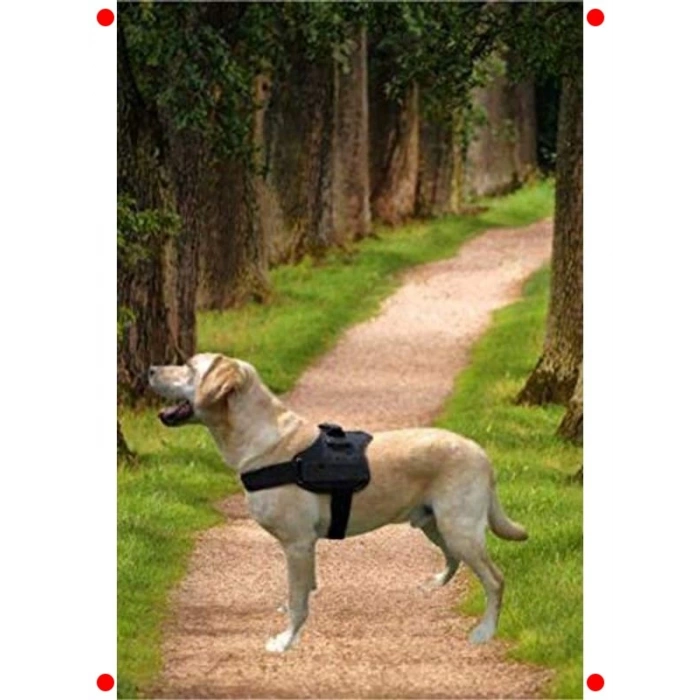 Büyük Irk Köpekler İçin Sağlam Göğüs Tasması