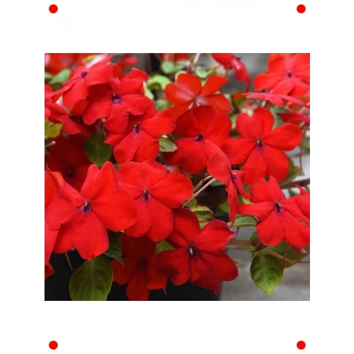 Büyük Kırmızı Cam Güzeli Tohumu - Çok Çiçekli - 10 Adet