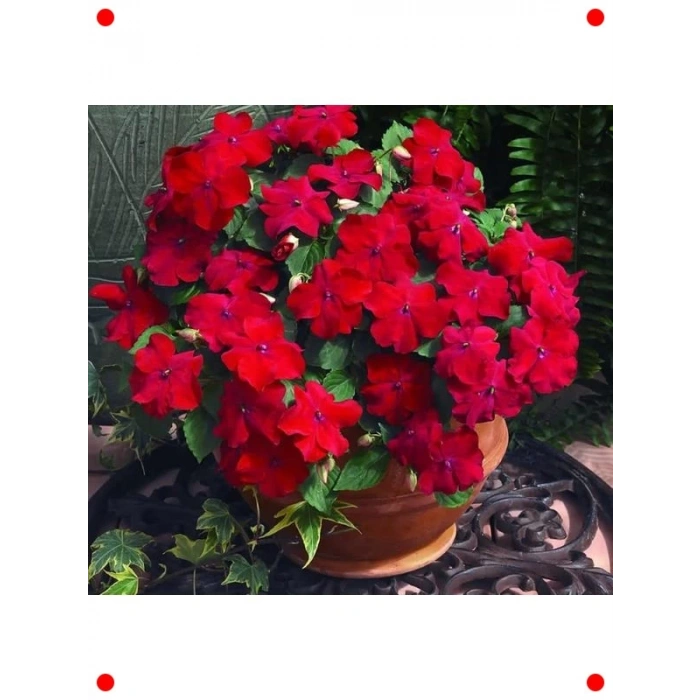 Büyük Kırmızı Cam Güzeli Tohumu - Çok Çiçekli - 10 Adet