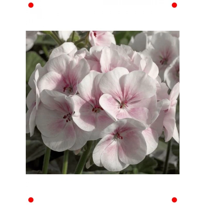 Büyük Top Çiçekli Sardunya Tohumu Lekeli Pembe - 5 Adet