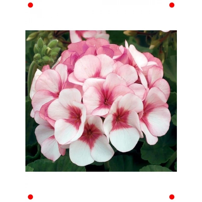 Büyük Top Çiçekli Sardunya Tohumu Lekeli Pembe - 5 Adet