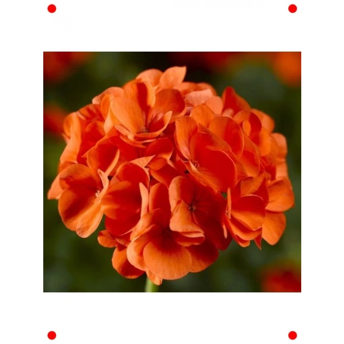 Büyük Top Çiçekli Sardunya Tohumu Turuncu Renk - 5 Adet