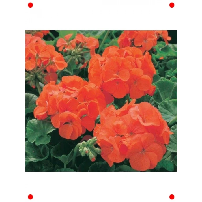 Büyük Top Çiçekli Sardunya Tohumu Turuncu Renk - 5 Adet