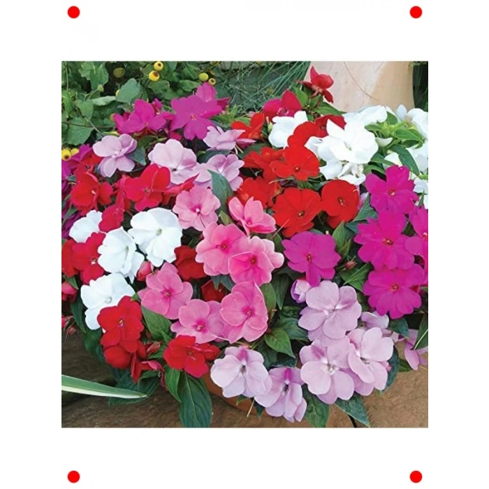 Cam Güzeli Çiçeği Tohumu (Karışık Renkler)