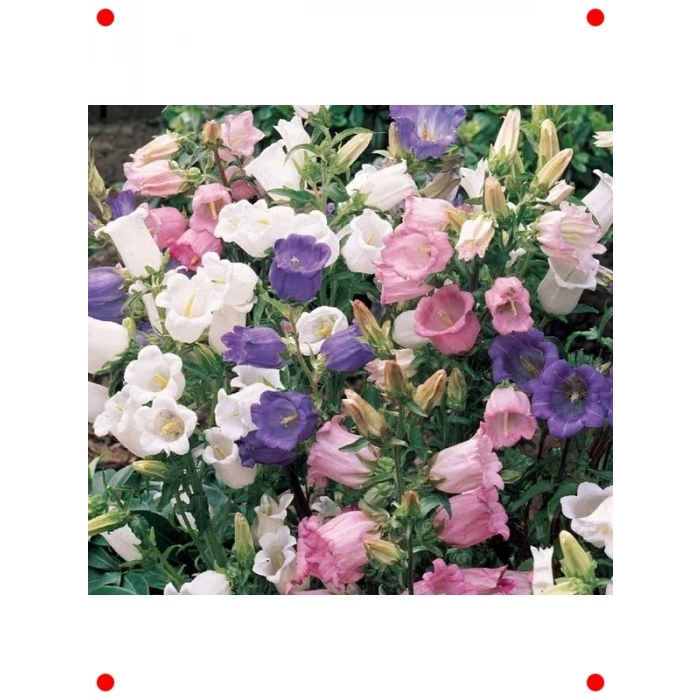 Çan Çiçeği Karışık Renk Tohumları - 500 Adet