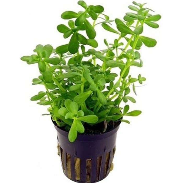 Canlı bacopa monnieri bitkisi, saksıda