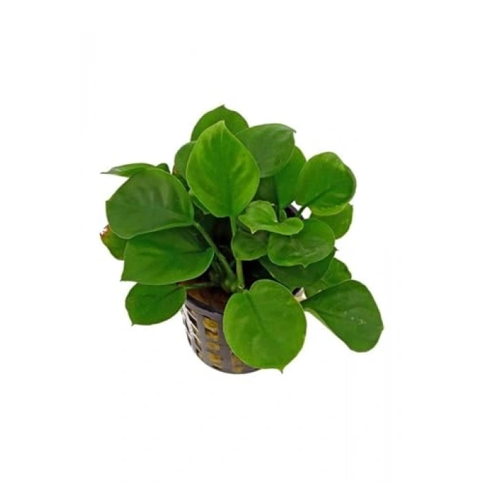 Canlı Bitki, 5-6 Yapraklı Anubias Barteri