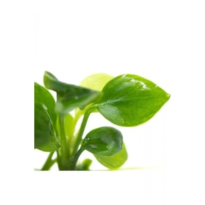 Canlı Bitki, 5-6 Yapraklı Anubias Barteri