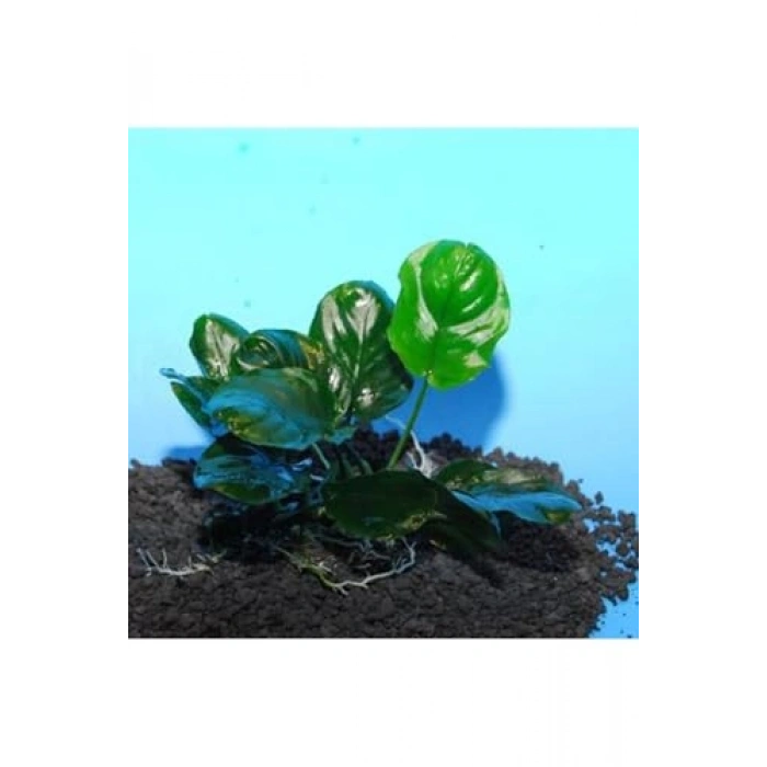 Canlı Bitki, 5-6 Yapraklı Anubias Barteri