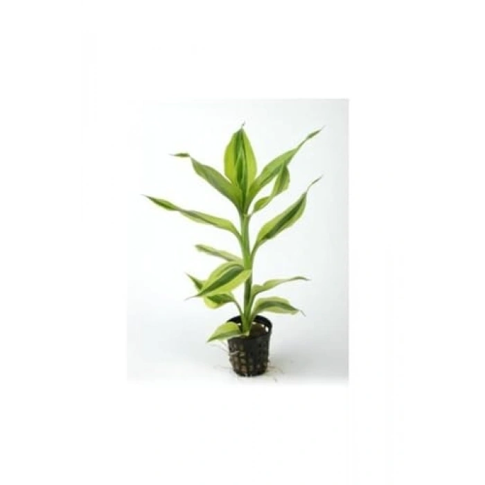 Canlı Dracaena Sanderiana Bitkisi, Saksı ile Birlikte