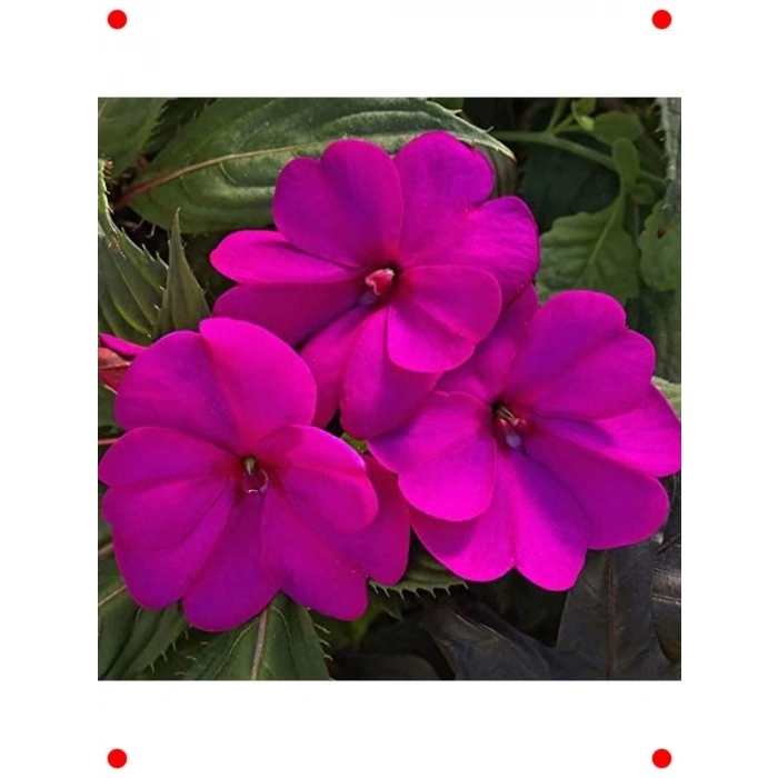 Canlı Mor Cam Güzeli F1 Tohumu (20 Adet)