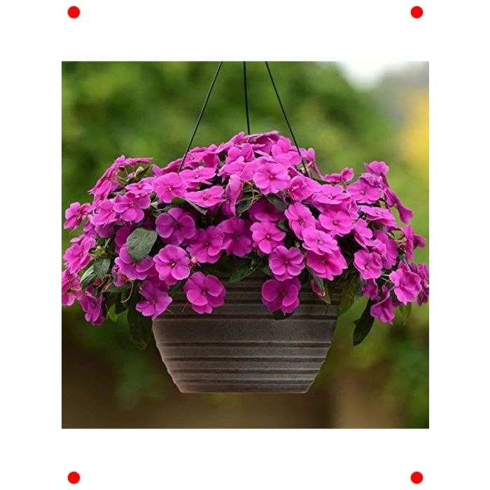 Canlı Mor Cam Güzeli F1 Tohumu (20 Adet)