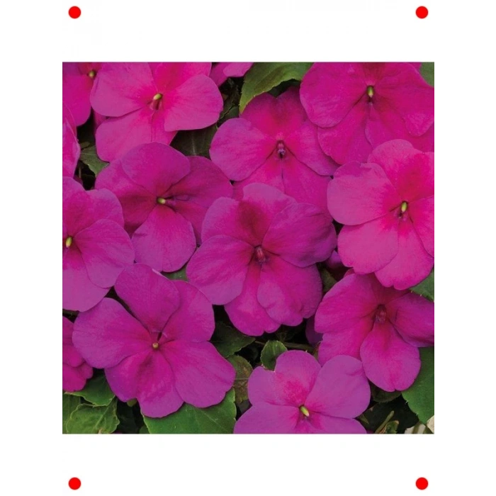 Canlı Mor Cam Güzeli F1 Tohumu (20 Adet)