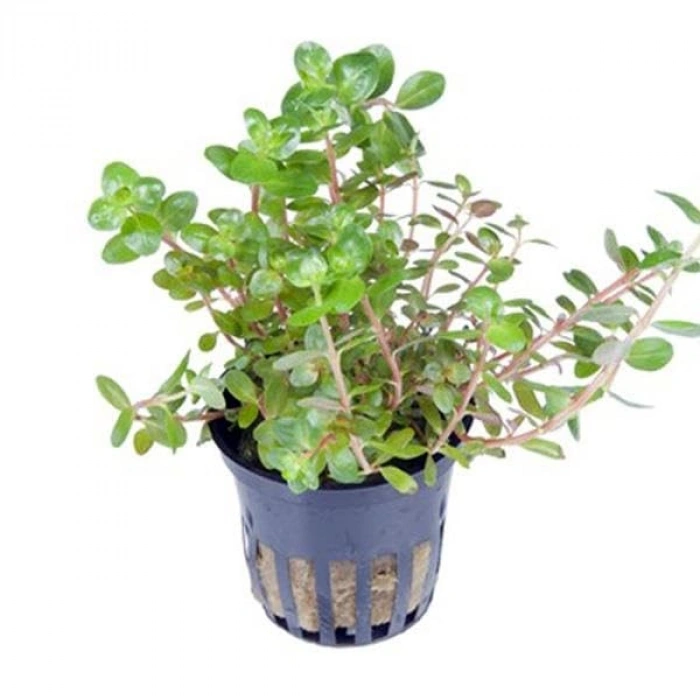 Canlı Rotala Rotundifolia Saksı Bitkisi, Şık Dekor