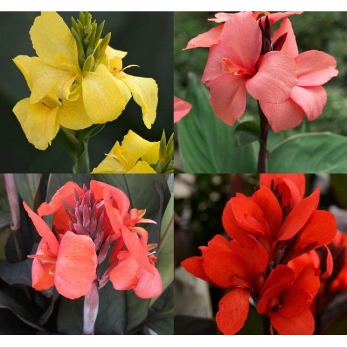 CANNA - TESBİH ÇİÇEĞİ - KARIŞIK (5 Tohum)