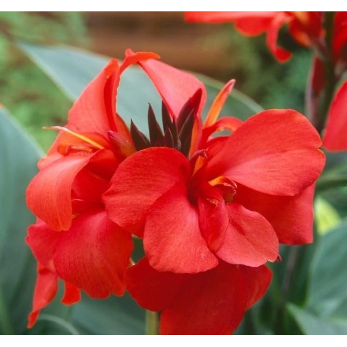 Canna - Tesbih Çiçeği - KIRZI (1 Tohum)