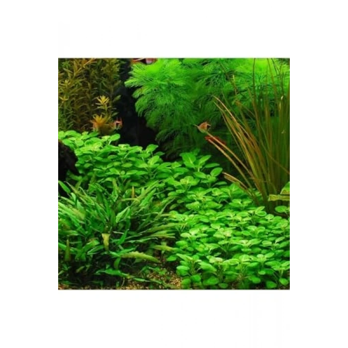 Cardinalis Lobelia Saksı Canlı Bitki, Akvaryum Dekoru