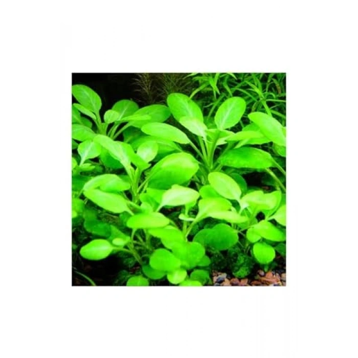 Cardinalis Lobelia Saksı Canlı Bitki, Akvaryum Dekoru