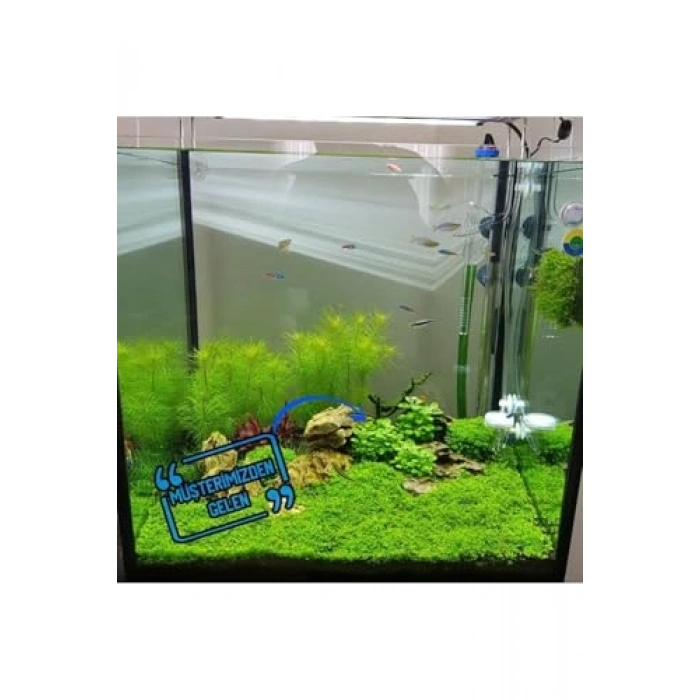 Cardinalis Lobelia Saksı Canlı Bitki, Akvaryum Dekoru