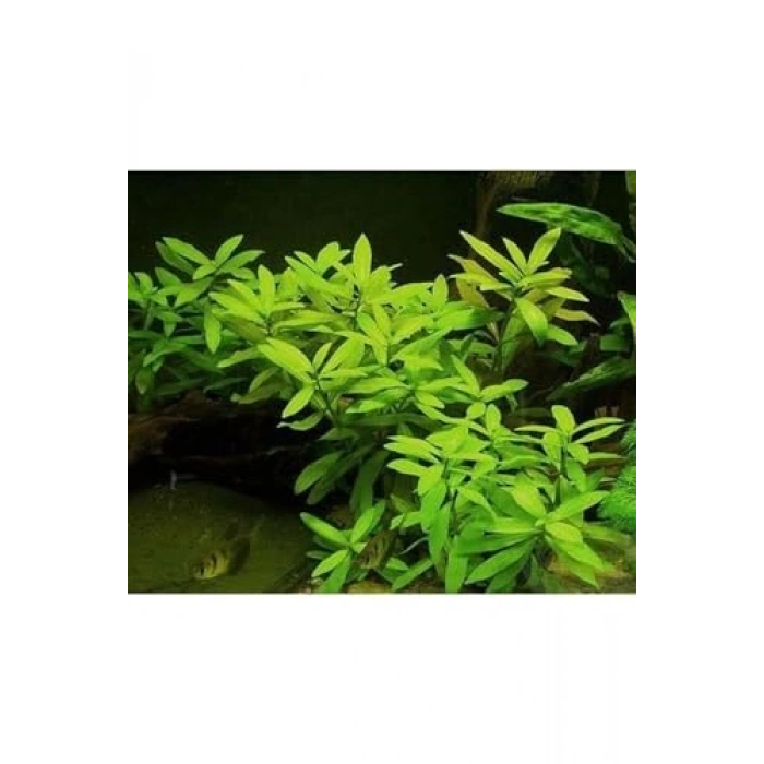 Ceylon Zeytin Renkli Saksıda Canlı Hygrophila Bitkisi