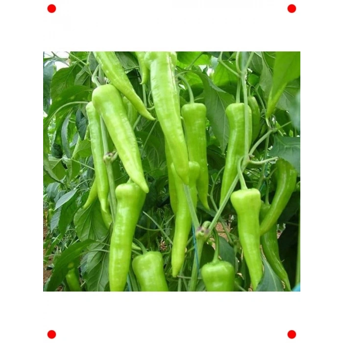 Charleston Biber Tohumu - 5 gr - Lezzetli & Çıtır