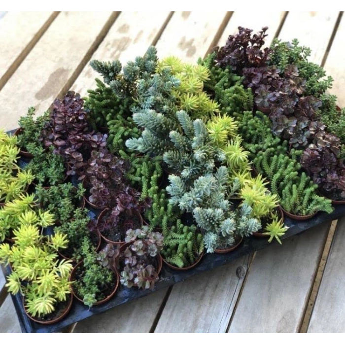 Cherry Domates Tohumu - 100 Adet, Doğal