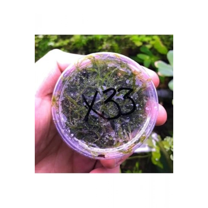 Christmass Moss Kutu Canlı Bitki, Su Bitkileri için Eşsiz Görünüm