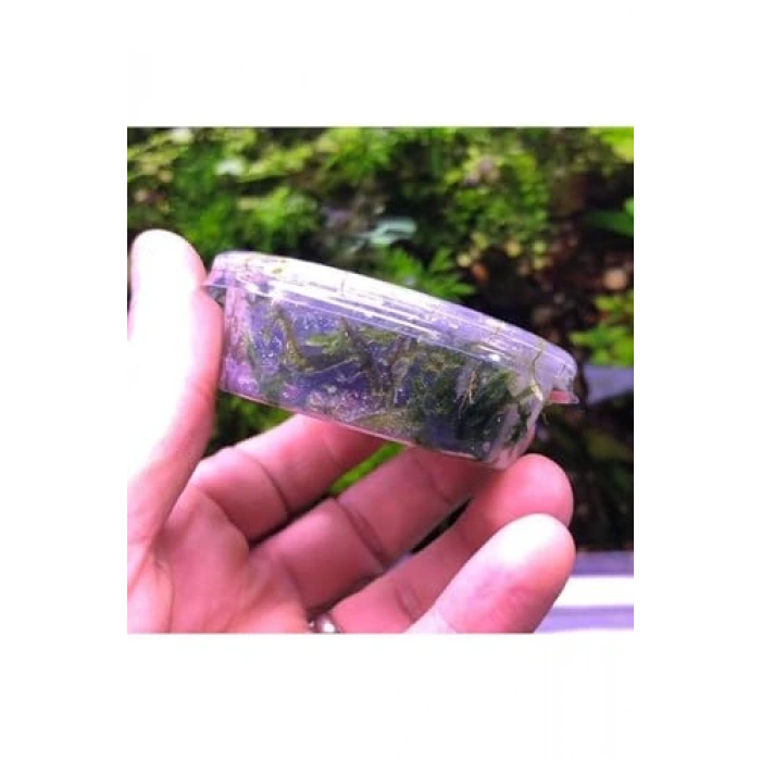 Christmass Moss Kutu Canlı Bitki, Su Bitkileri için Eşsiz Görünüm