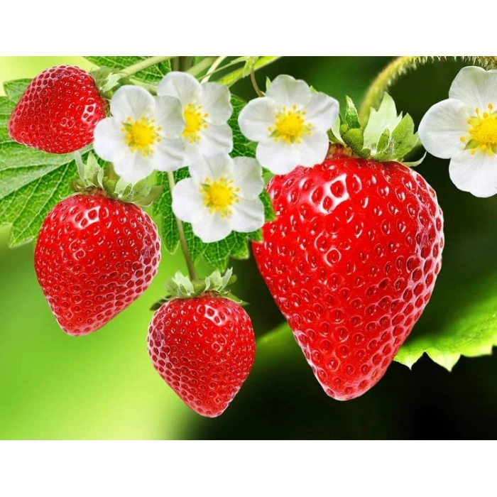 Çilek Tohumu, 100 Adet