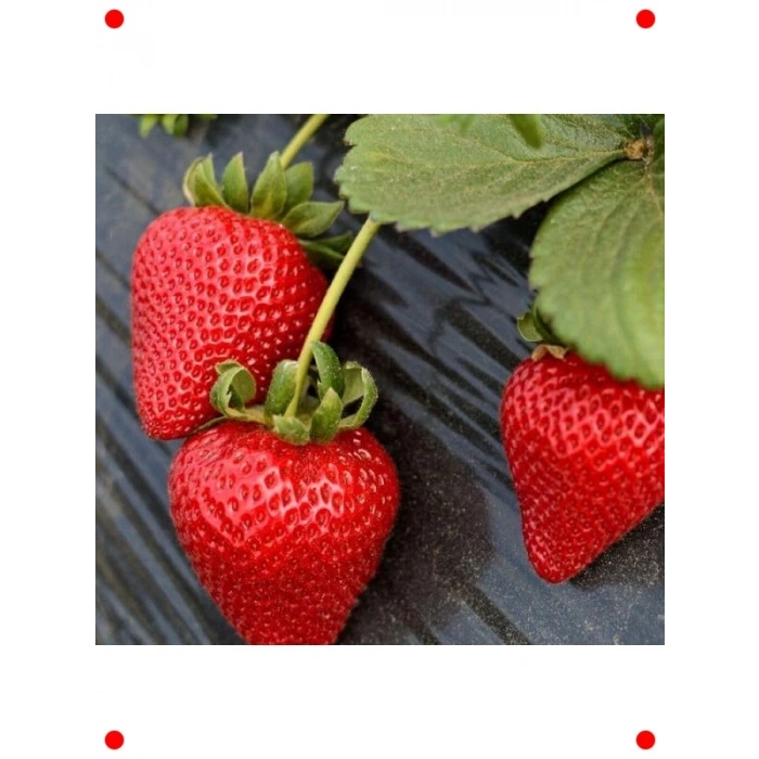 Çilek Tohumu (Çoklu Paket, 3 Gram)