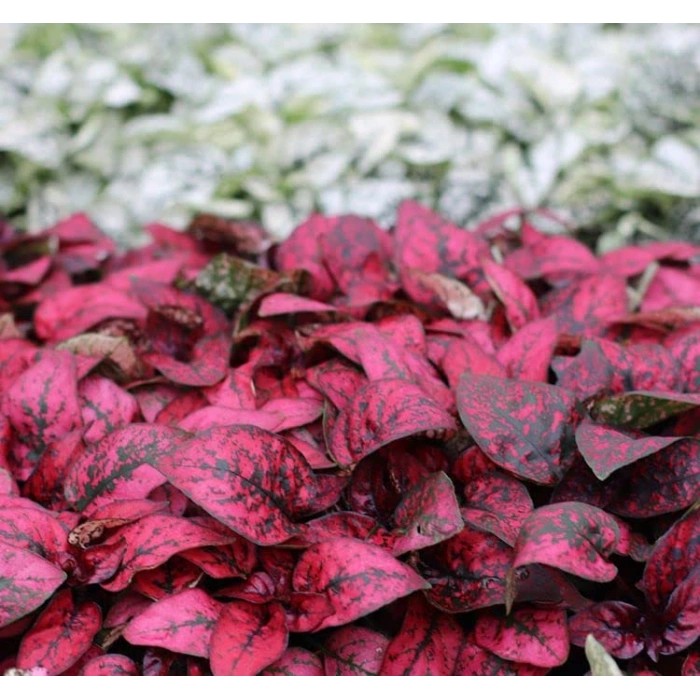 Çilli Geniş Yapraklı Kırmızı Hostes Çiçeği Tohumu - 5 Adet