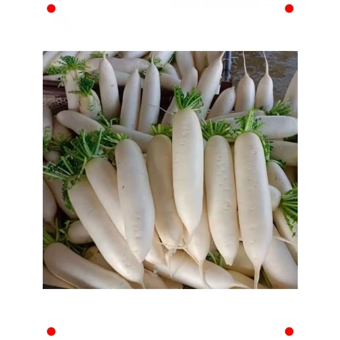 Çin Beyaz Turp Tohumu (Çoklu Paket, 5 Gram)