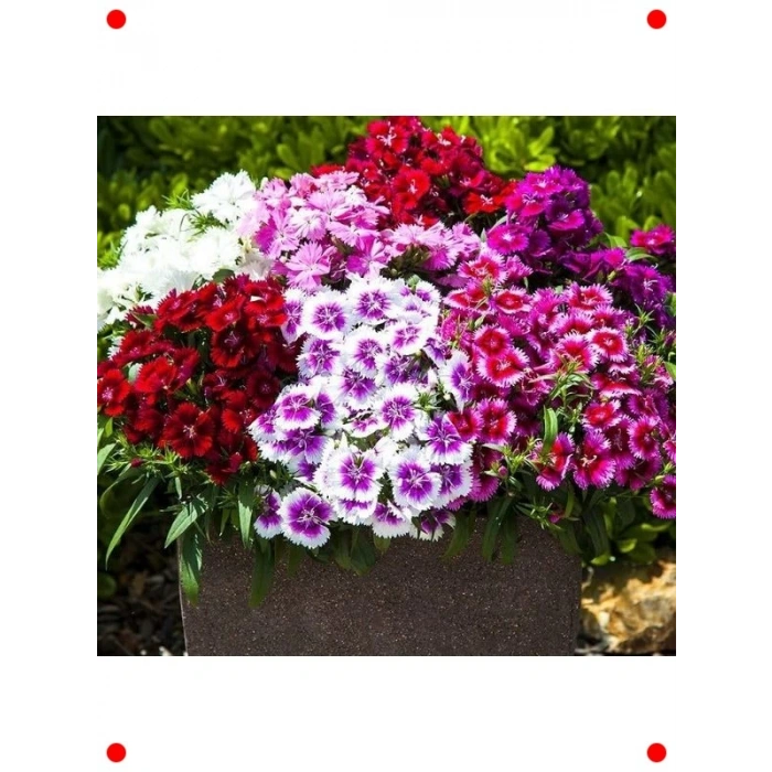 Çin Karanfili Karışık Renk Tohumları - 100 Adet