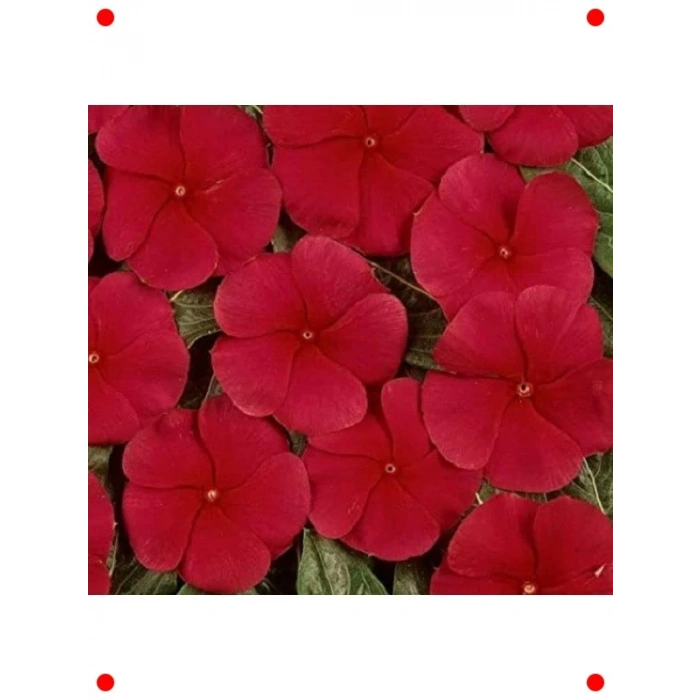 Çok Çiçekli Koyu Kırmızı Rozet Çiçeği Tohumu (15 Adet)