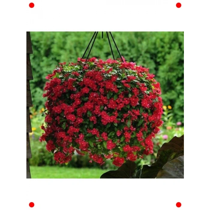 Çok Çiçekli Koyu Kırmızı Rozet Çiçeği Tohumu (15 Adet)