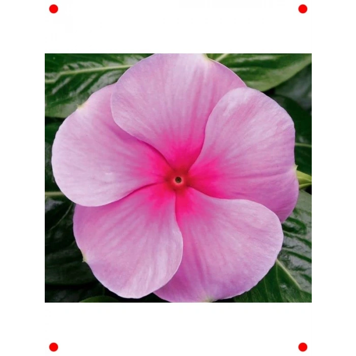 Çok Çiçekli Pembe Rozet Çiçeği Tohumu - 15 Adet