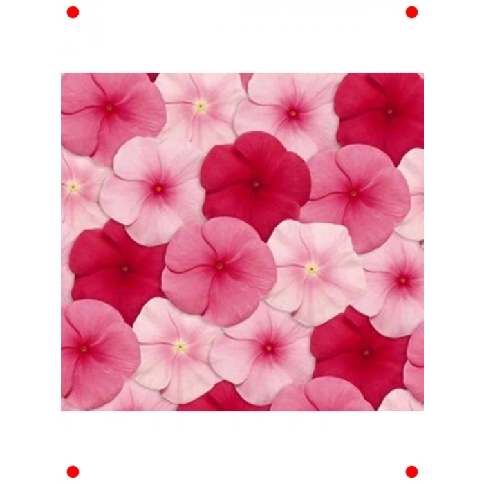 Çok Çiçekli Pembe Rozet Çiçeği Tohumu - 15 Adet