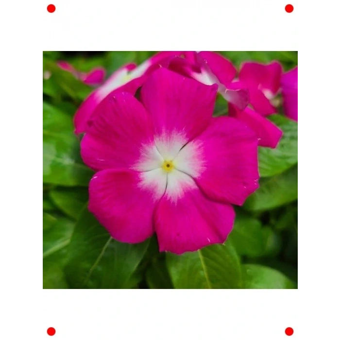 Çok Çiçekli Rozet Tohumu - Ma Beyaz Nokta