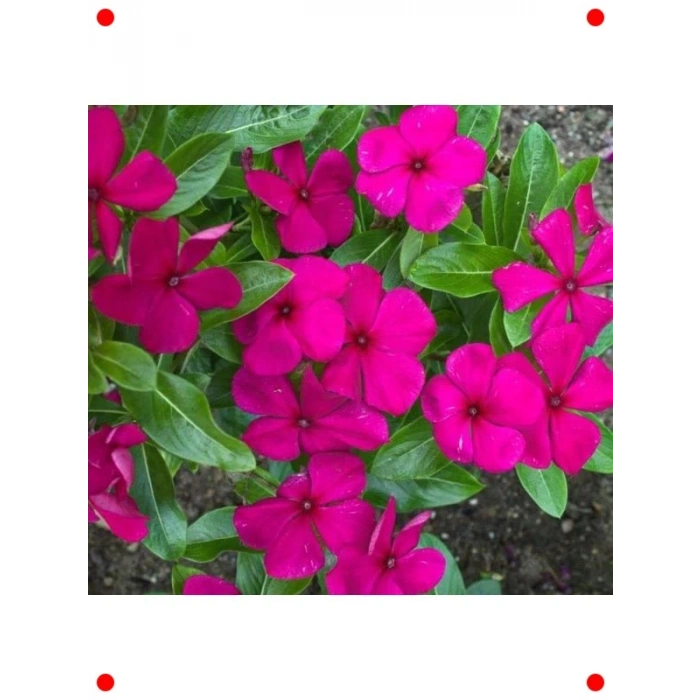 Çok Dallı Leylak Rozet Çiçeği Tohumu (15 Adet)