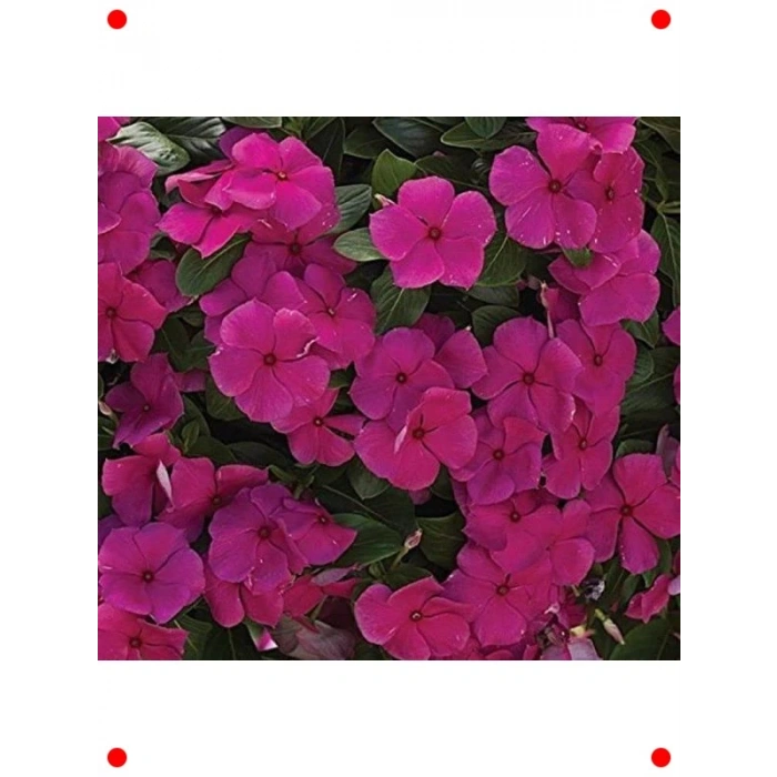 Çok Dallı Leylak Rozet Çiçeği Tohumu (15 Adet)